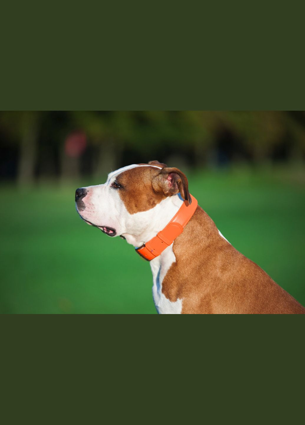 Нашийник для собак шкіряний Glamour без прикрас Ш 25 мм Д 38-49 см Жовтогарячий WAUDOG (279569783)