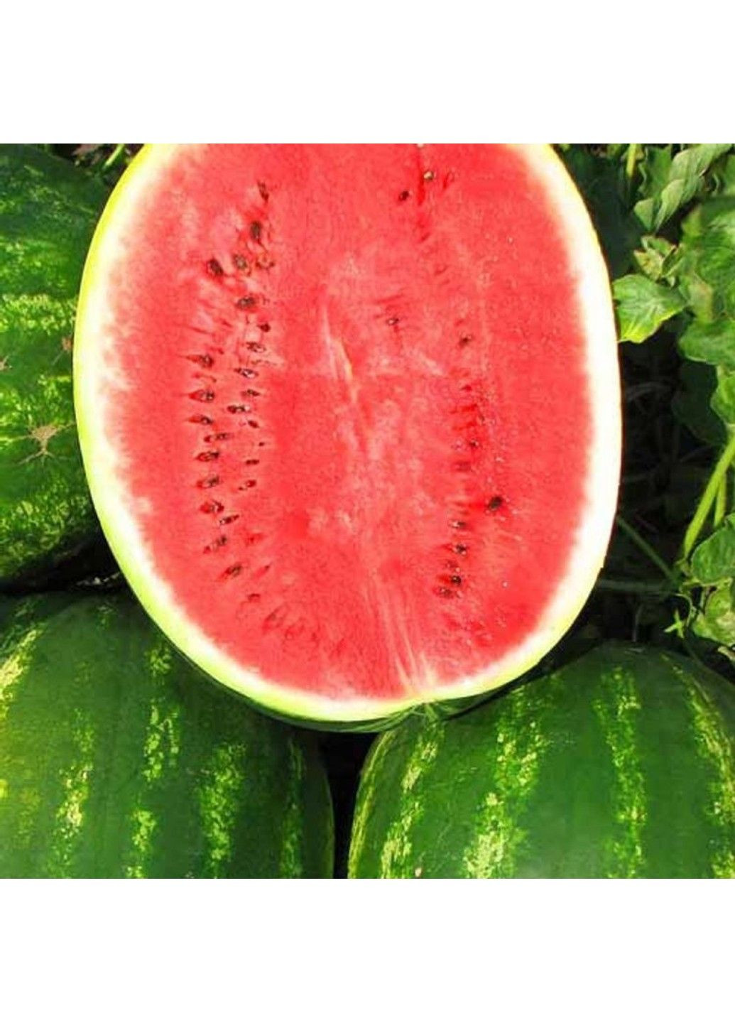 Насіння кавуна Топ Ган F1 (Top Gun) Syngenta (331900681)