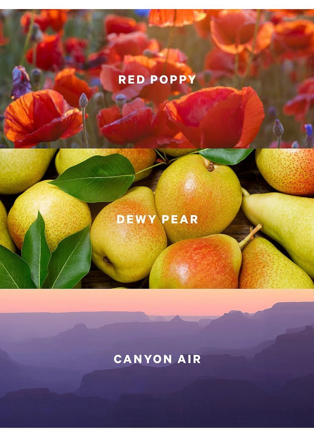 Canyon Blooms - парфумований лосьйон для тіла, 236 мл Victoria's Secret (388077677)