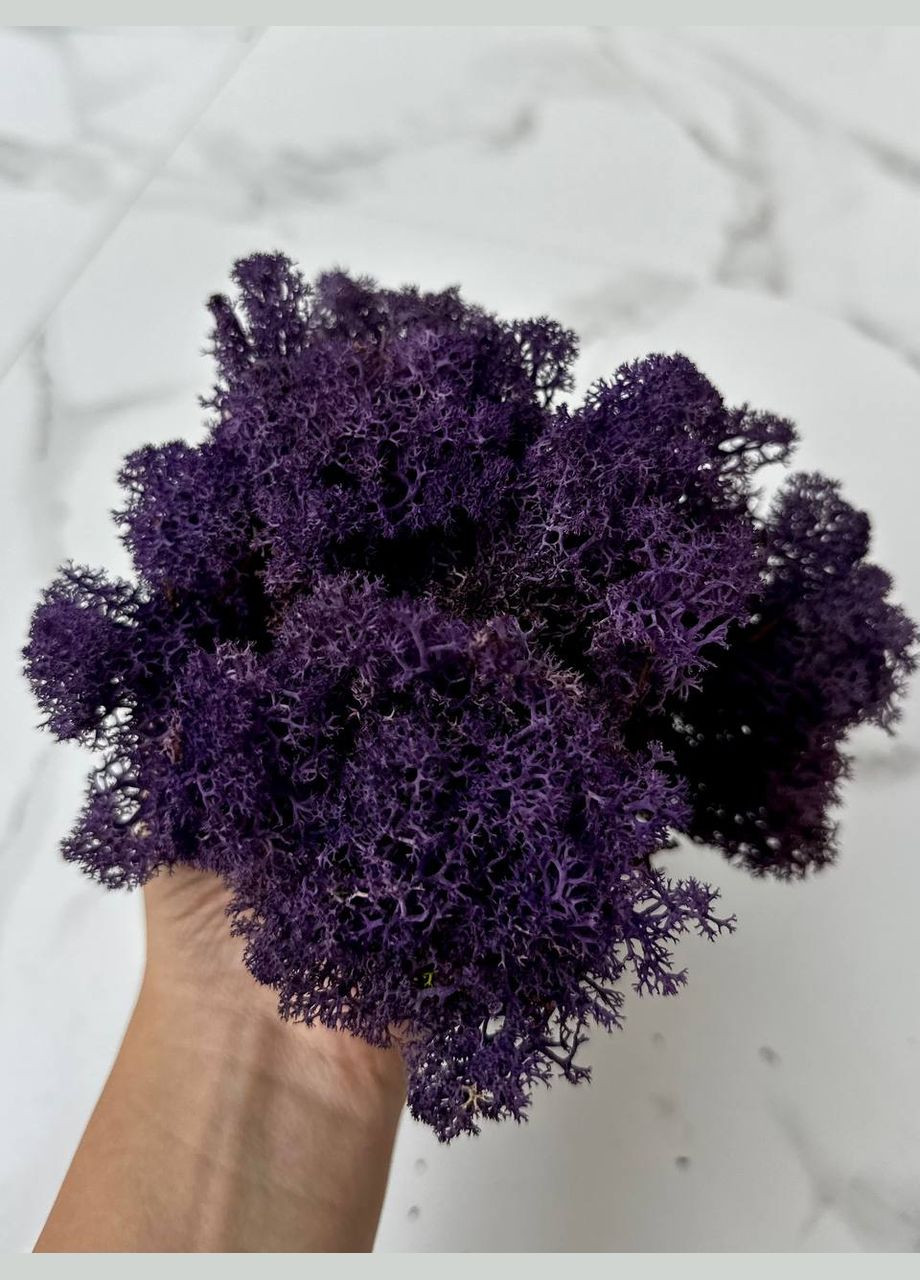 Стабілізований Норвезький Мох (Ягель) 1 кг. – Purple No Brand (302520158)