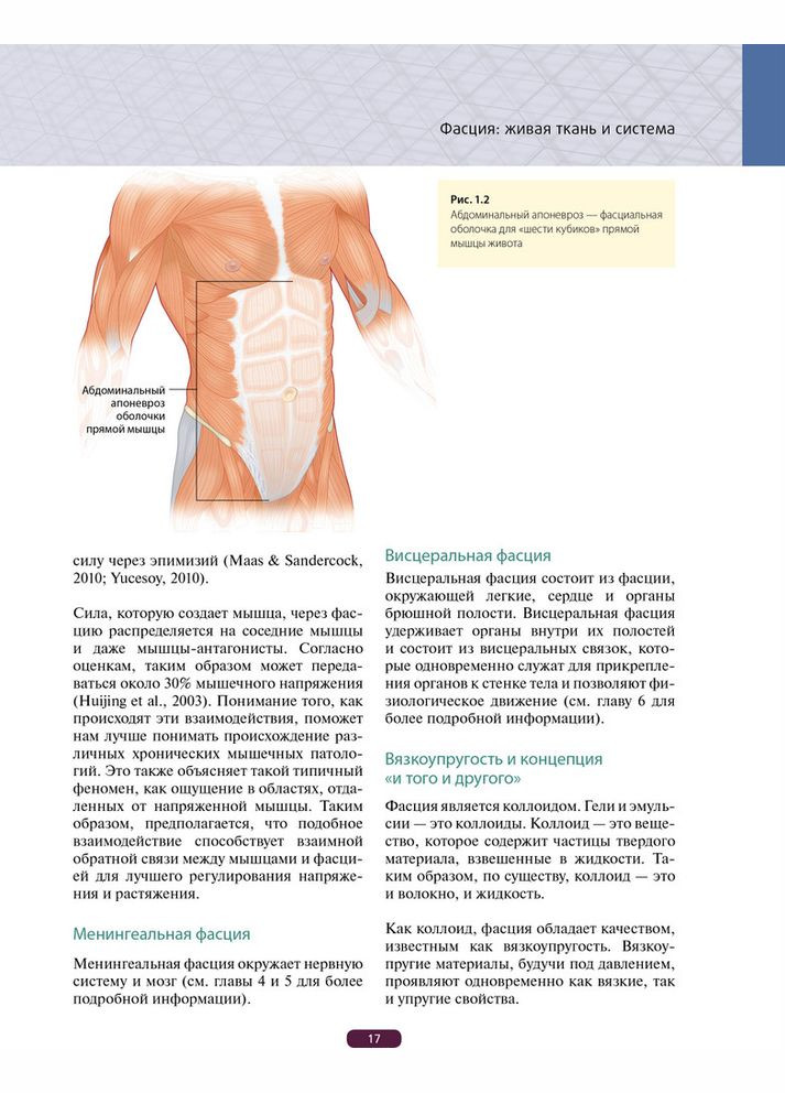 Fassia (Фастия). Что это такое и почему это важно ⁇ Девод Лесондак No Brand (367108070)