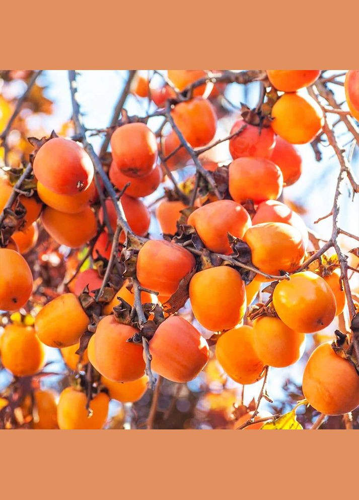 Саджанці хурми Віргінська Великоплідна - 2-річний Садовий-Розмай (301221254)