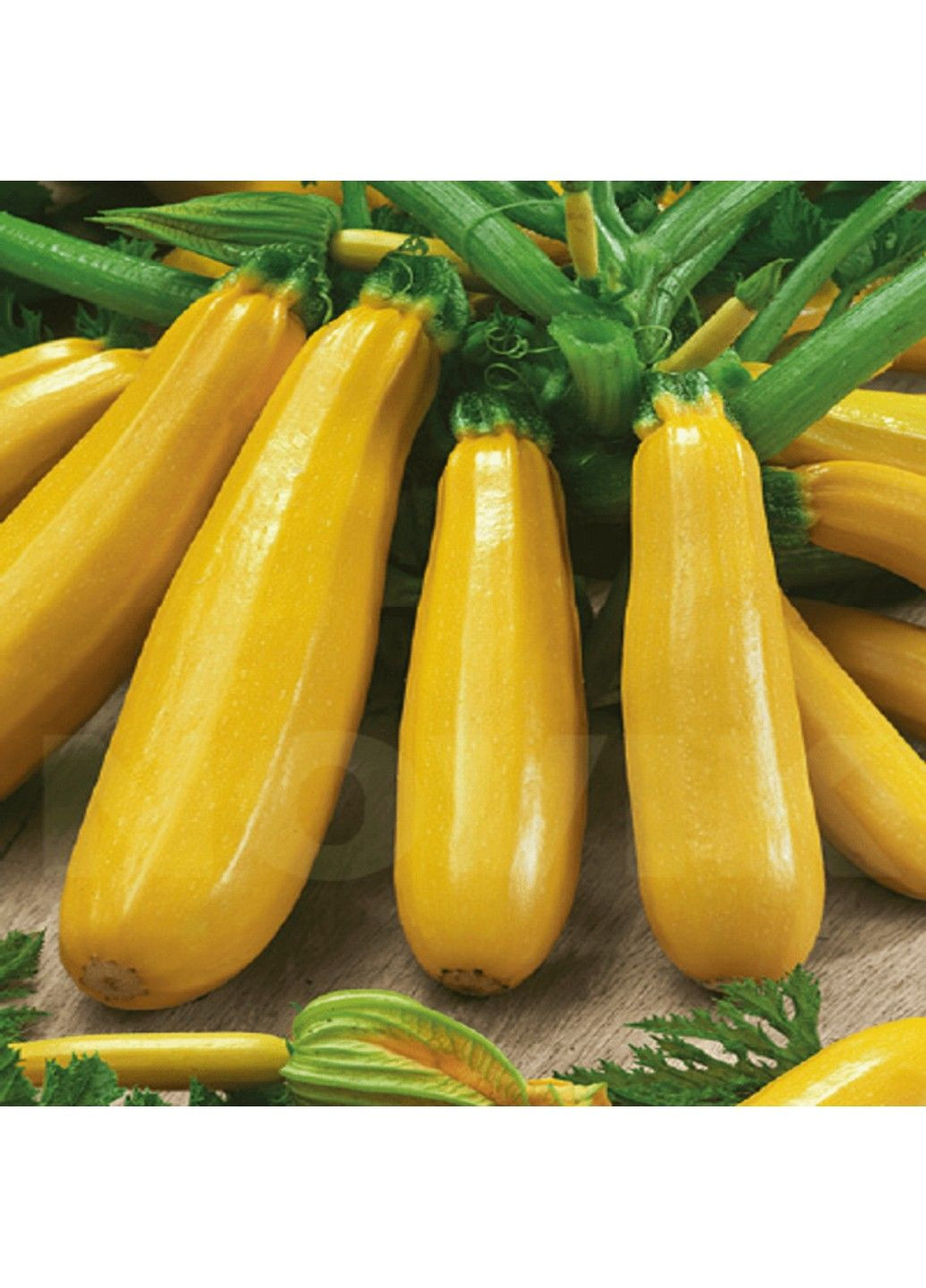Семена кабачка Санлайт F1 Clause (333036073)