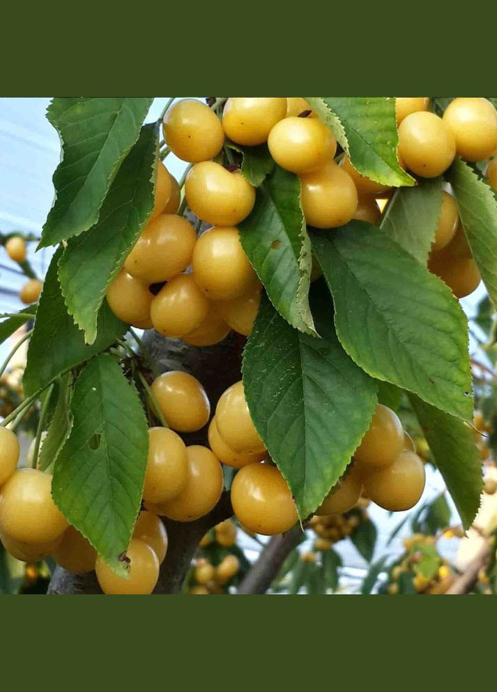 Саджанці черешні Дачниця - 1-річний Садовий-Розмай (301221045)