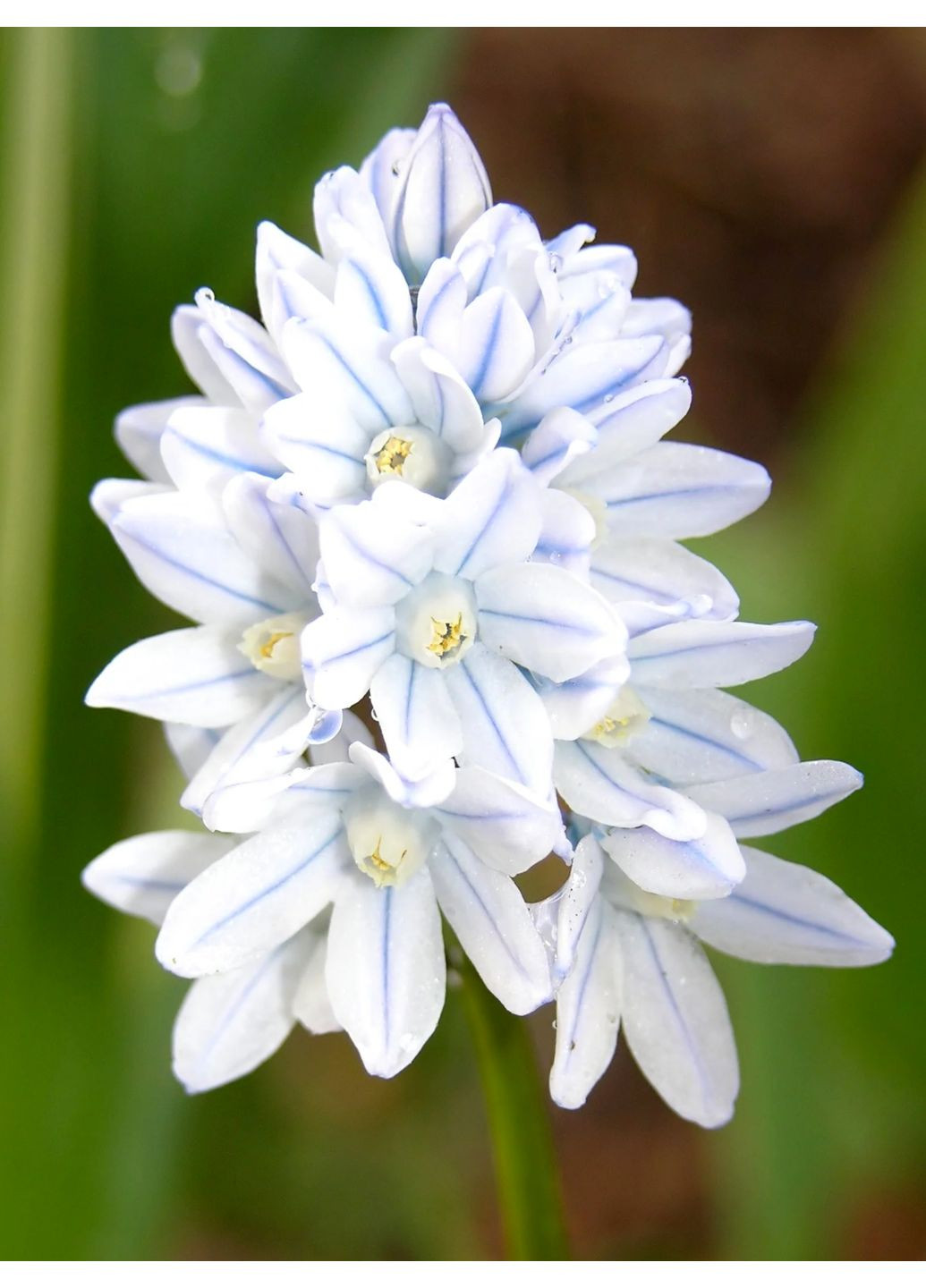 Пушкиния Libanotica (5 шт.) в упаковке) No Brand (364535184)