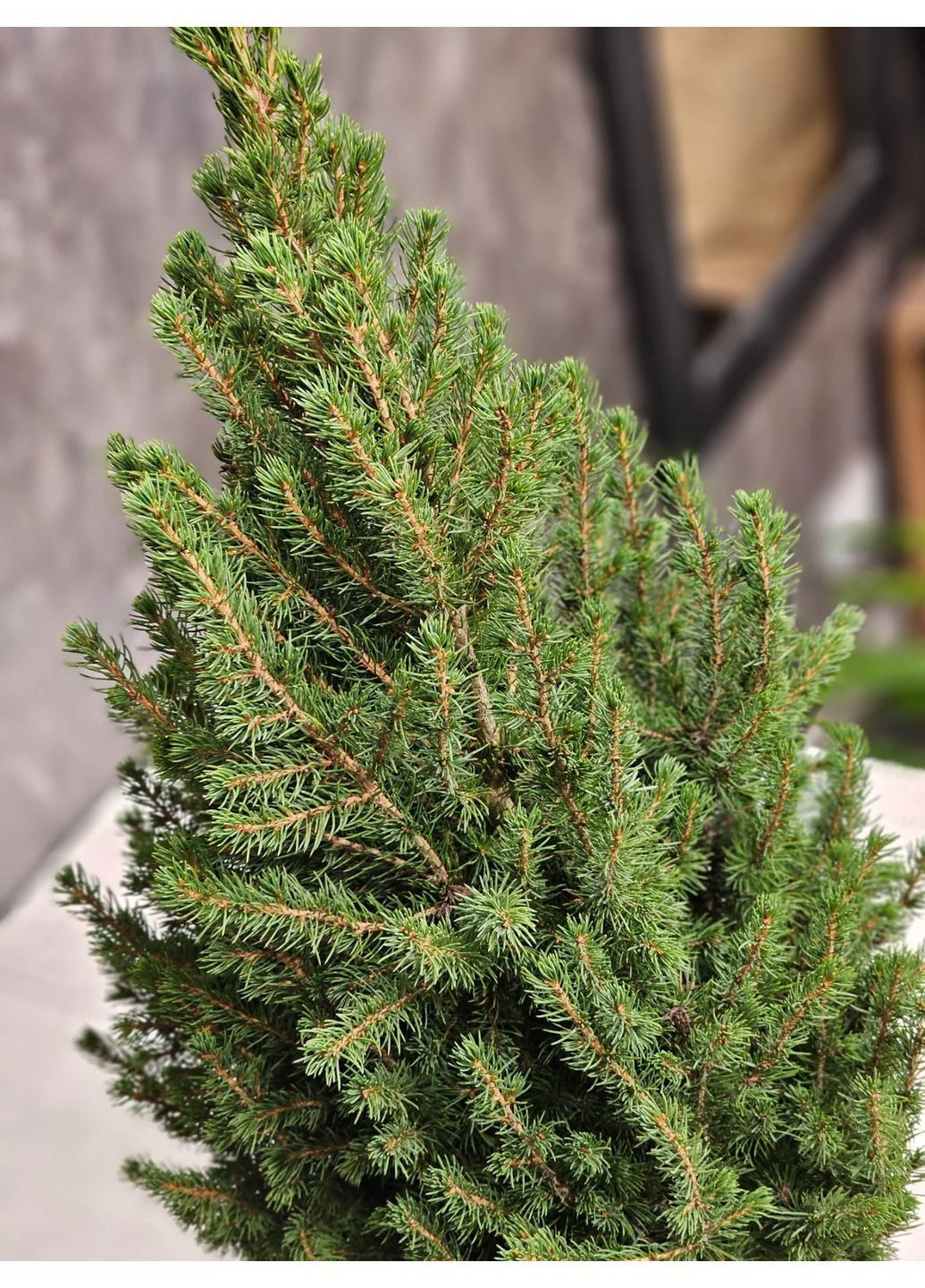 Новогодняя елка канадская Коника жива в горшке 80 см Квітковий Бар (370044051)