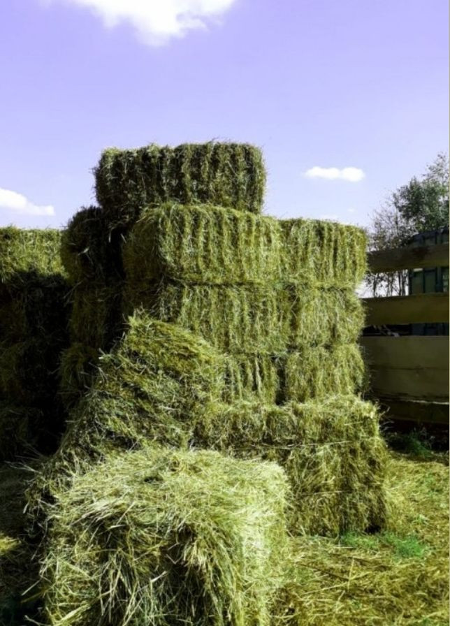 Сено ЛУГОВОЕ для грызунов ТМ WitoPets 6 литров поглощения No Brand (320950375)