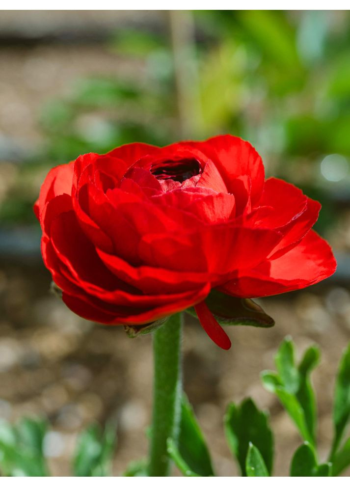 Ранункулюс (лютик) Aviv Red (5 шт. в упаковці) No Brand (364534764)