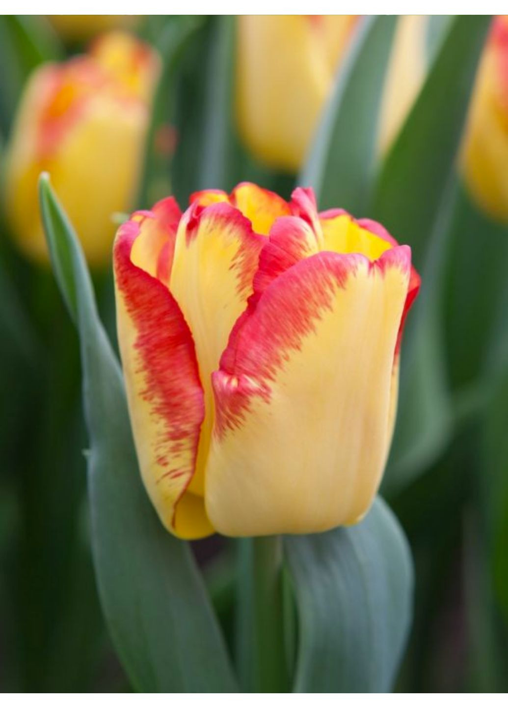 Тюльпан Cape Town (2 шт. в упаковці) No Brand (364535805)