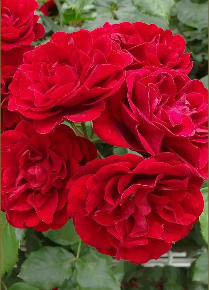 Троянда Lillie Marleen (Лілі Марлен) 60-80 см Декоплант (284117324)