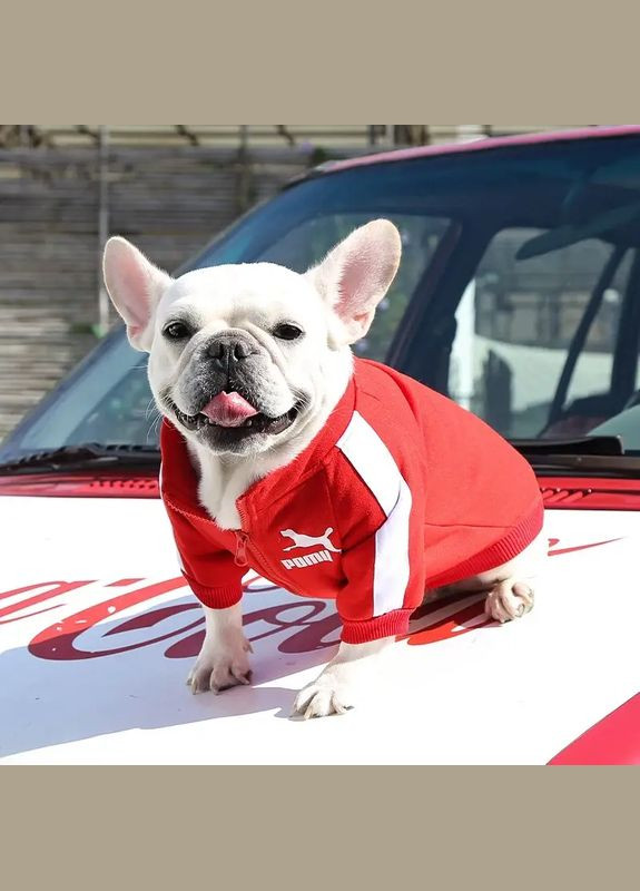 Теплый свитшот на флисе с застежкой молнией размер L No Brand (299840094)