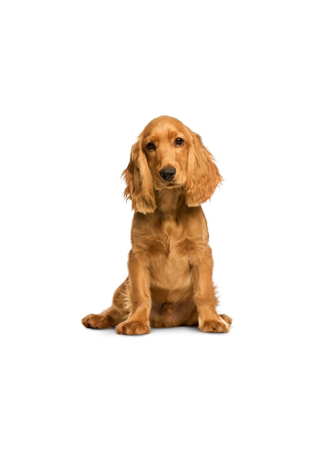 Шлея для собак мягкая текстильная M бирюзовый Zoofari (312017318)