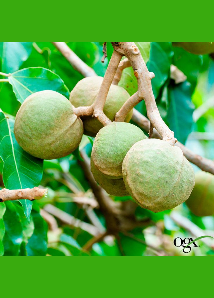 Шампунь Kukui Oil Увлажнение и гладкость 385 мл (0022796974211) OGX (372625629)