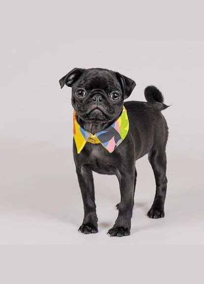 Воротник «Bright» для собак, размер S-M, Pet Fashion (331862360)