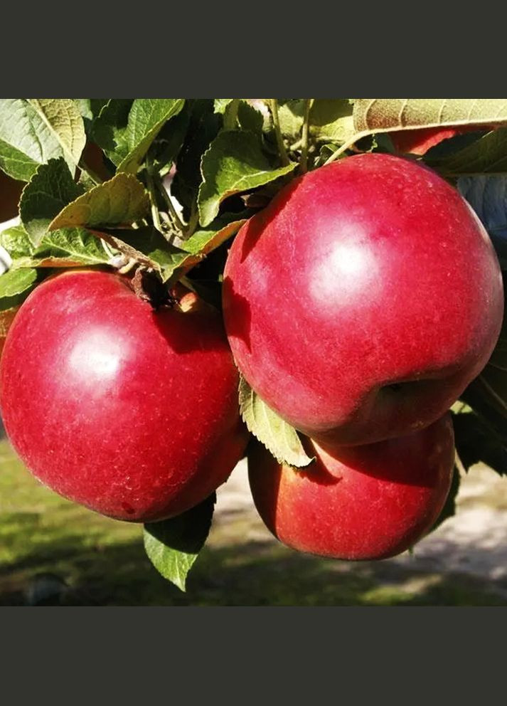 Саджанці яблуні Айдаред - 2-річний Садовий-Розмай (301220223)