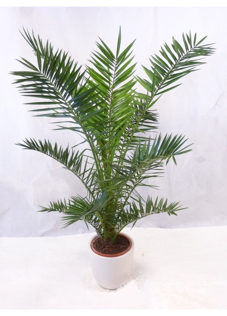 Насіння квіти Пальма канарська 2 шт Насіння України (356119877)