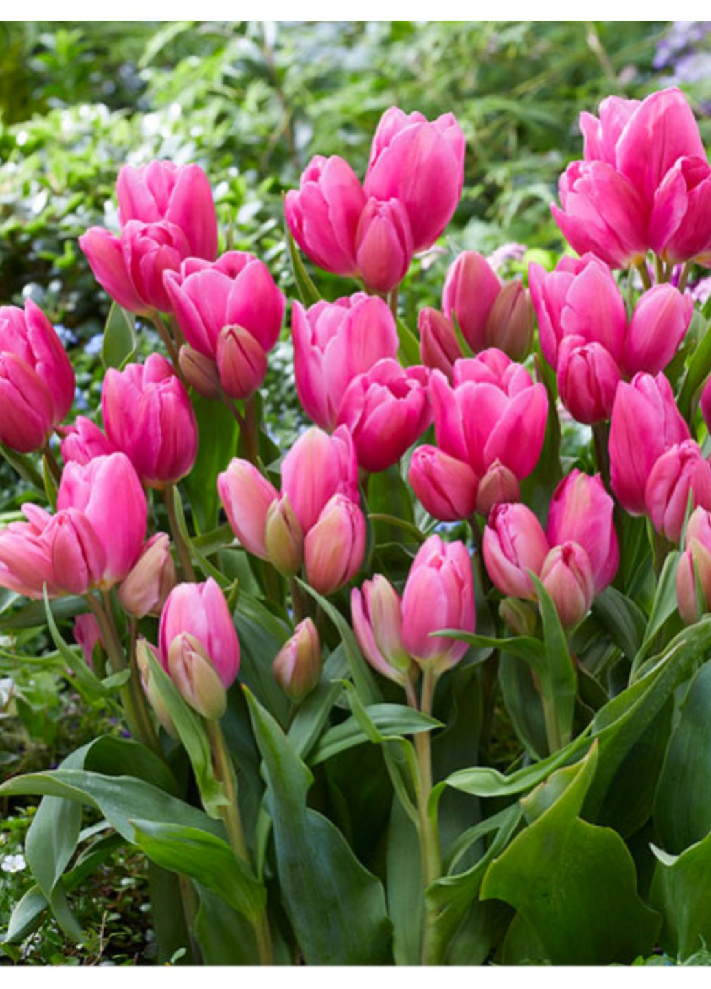 Тюльпан Happy Family (2 шт.) в упаковке) No Brand (364535455)