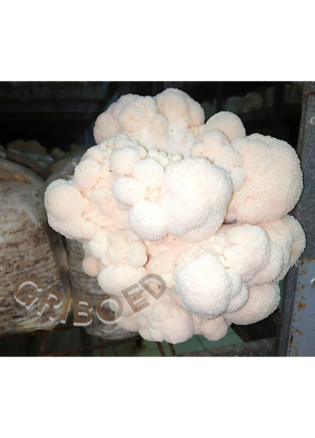 Їжовик гребінчастий - 200 грам. "ЗОЛОТА ЛІНІЯ" - МАКСИМАЛЬНИЙ ЕФЕКТ! Висушений та перемелений. GRIBOED Їжовик у порошку (371764005)