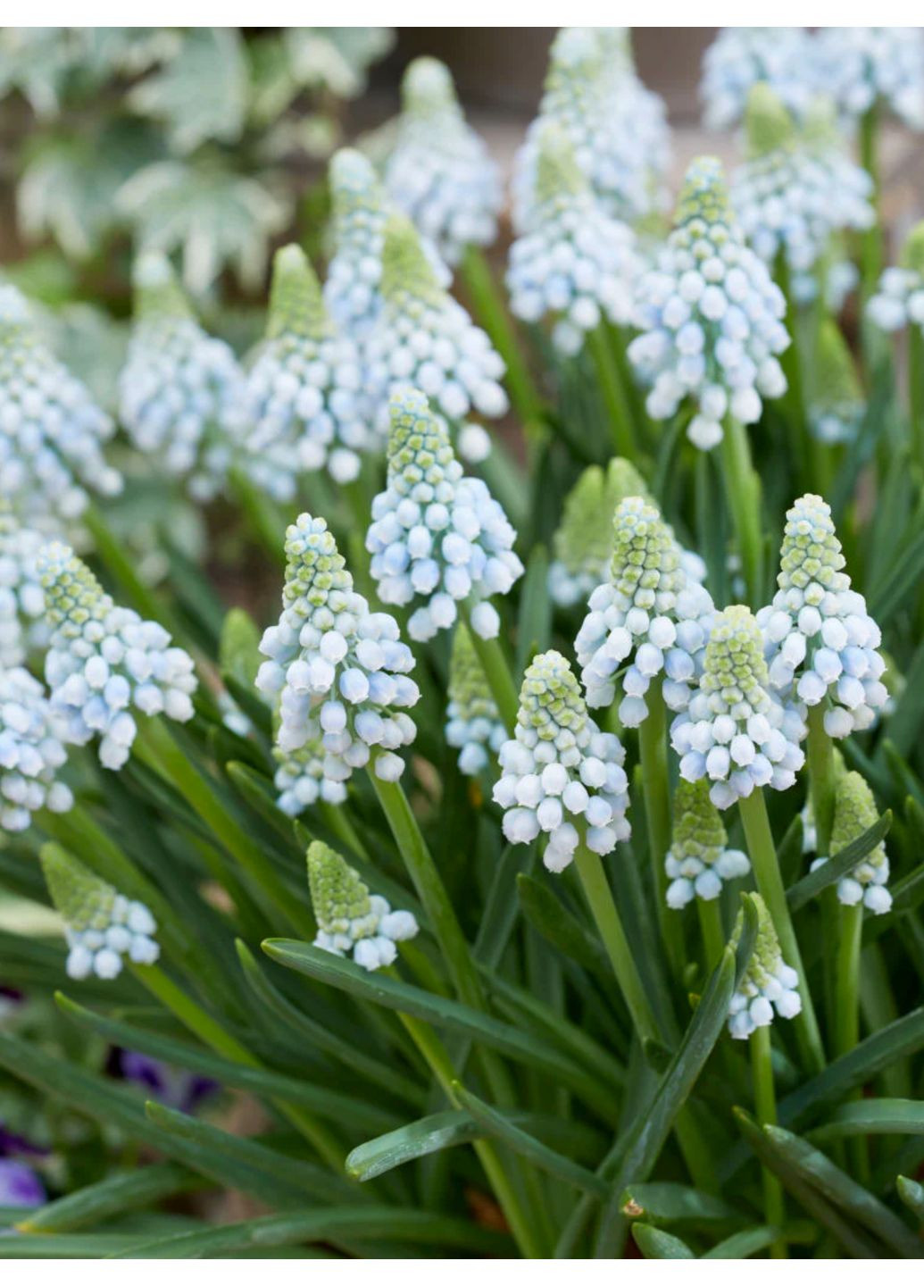 Мускари Manon (5 шт.) в упаковке) No Brand (364535920)