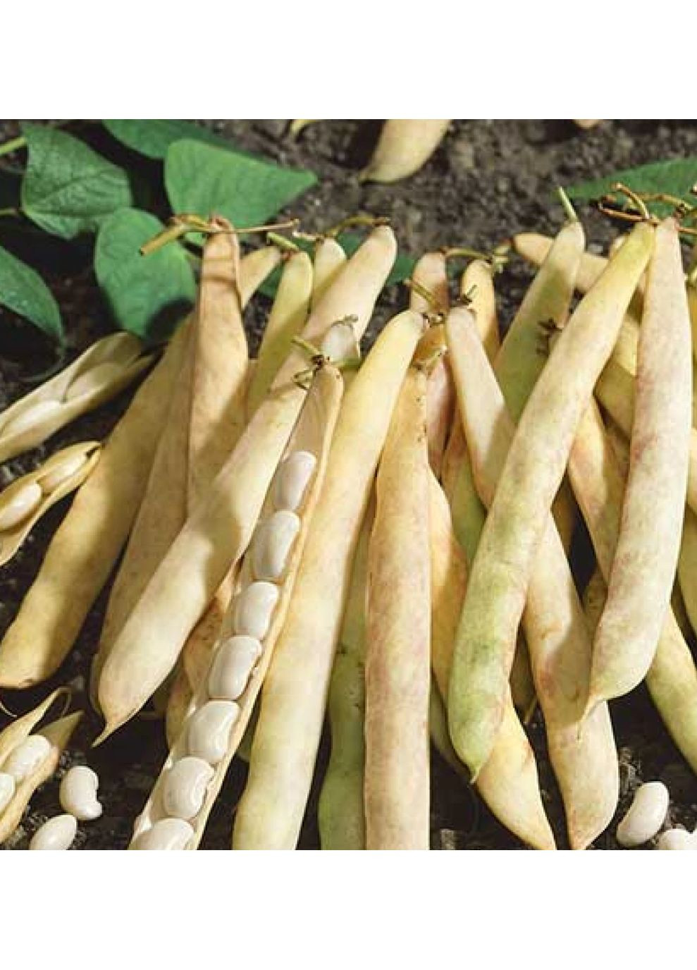 Семена Фасоль зерновая Мавка 20г Насіння України (356119126)