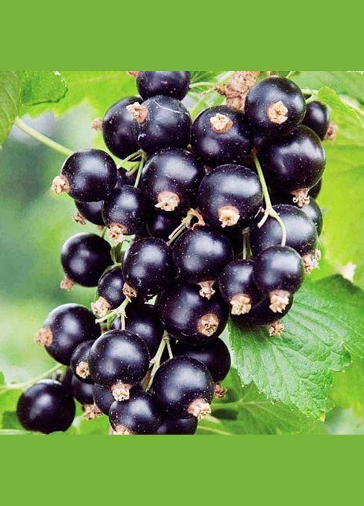 Саженцы смородины Вернисаж 777 (299717198)