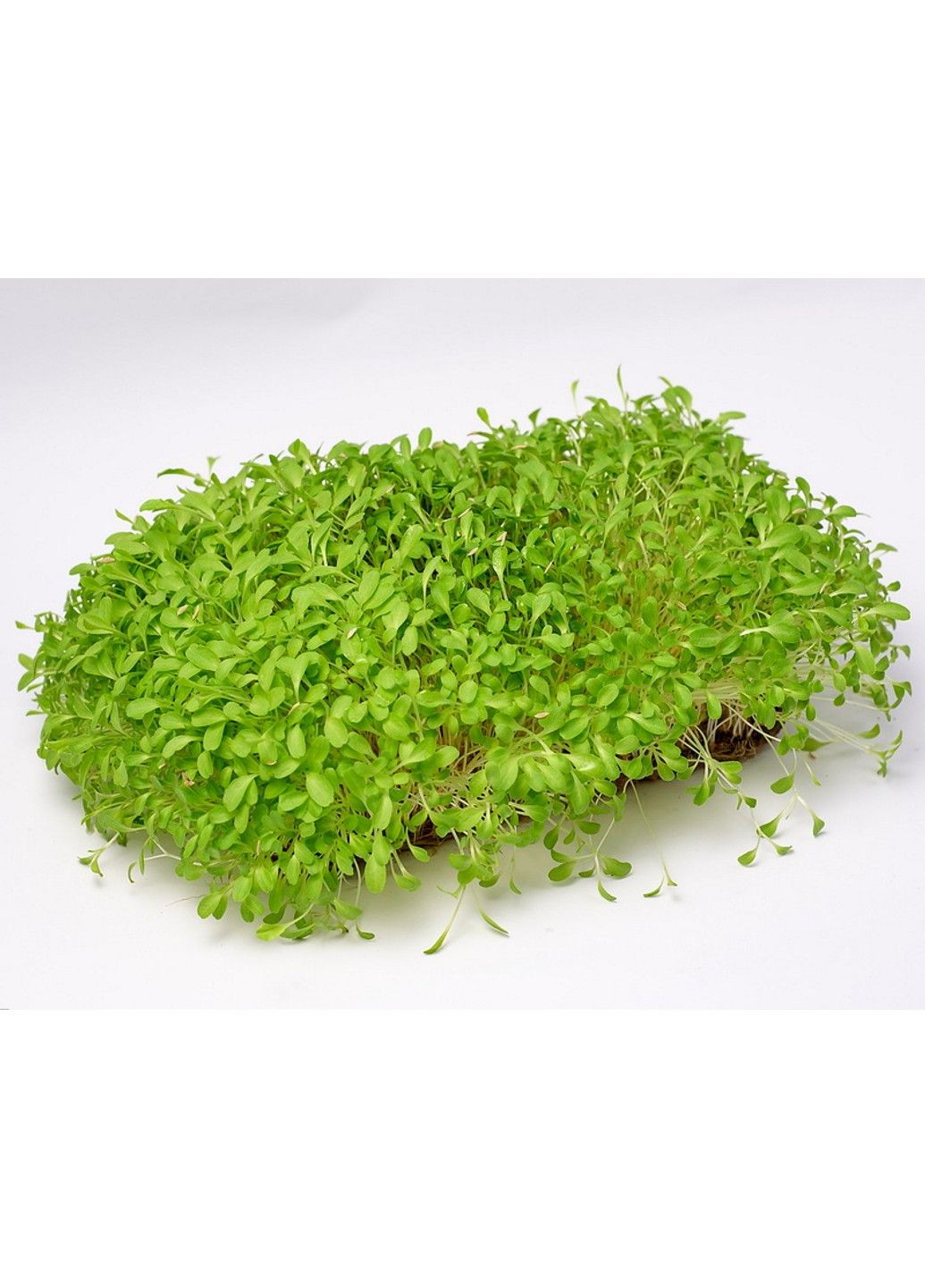 Семена микрозелени Green Chief Салат Латук Чемпион Зелений Шеф (298051360)