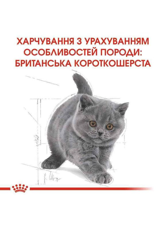 Сухой корм British Shorthair Kitten для котят породы Британская короткошерстная, 400 г Royal Canin (364357221)