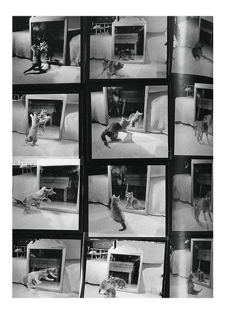 Книга Walter Chandoha. Cats. Фотографии 1942-2018 (9783836595315) Taschen (364654487)