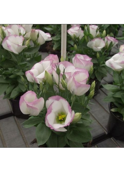 Еустома Сапфір рожевий серпанок F1 5 шт GL Seeds (306736423)