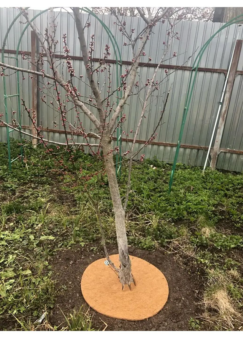 Пристовбурне коло Ø 50 см EuroCocos з кокосового волокна для мульчування ґрунту Green Home (321967433)