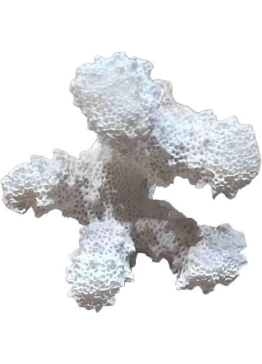 Корал натуральний для акваріума, декор Кор6, 6х4.5х4.5 см Chico'S (313654474)