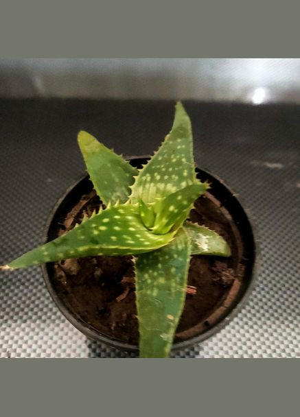 Кактус столітник алое No Brand (322930384)