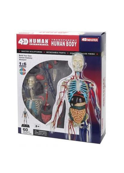 Пазл 4D Master Об'ємна анатомічна модель Тіло людини прозоре (FM-626204) SKL Объемная анатомическая модель Тело человека прозра (366159886)