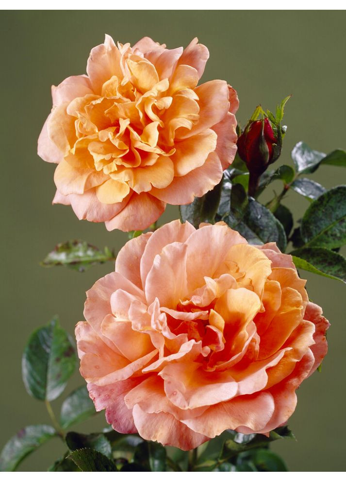 Троянда чайно-гібридна Cherry Brandy No Brand (364535914)