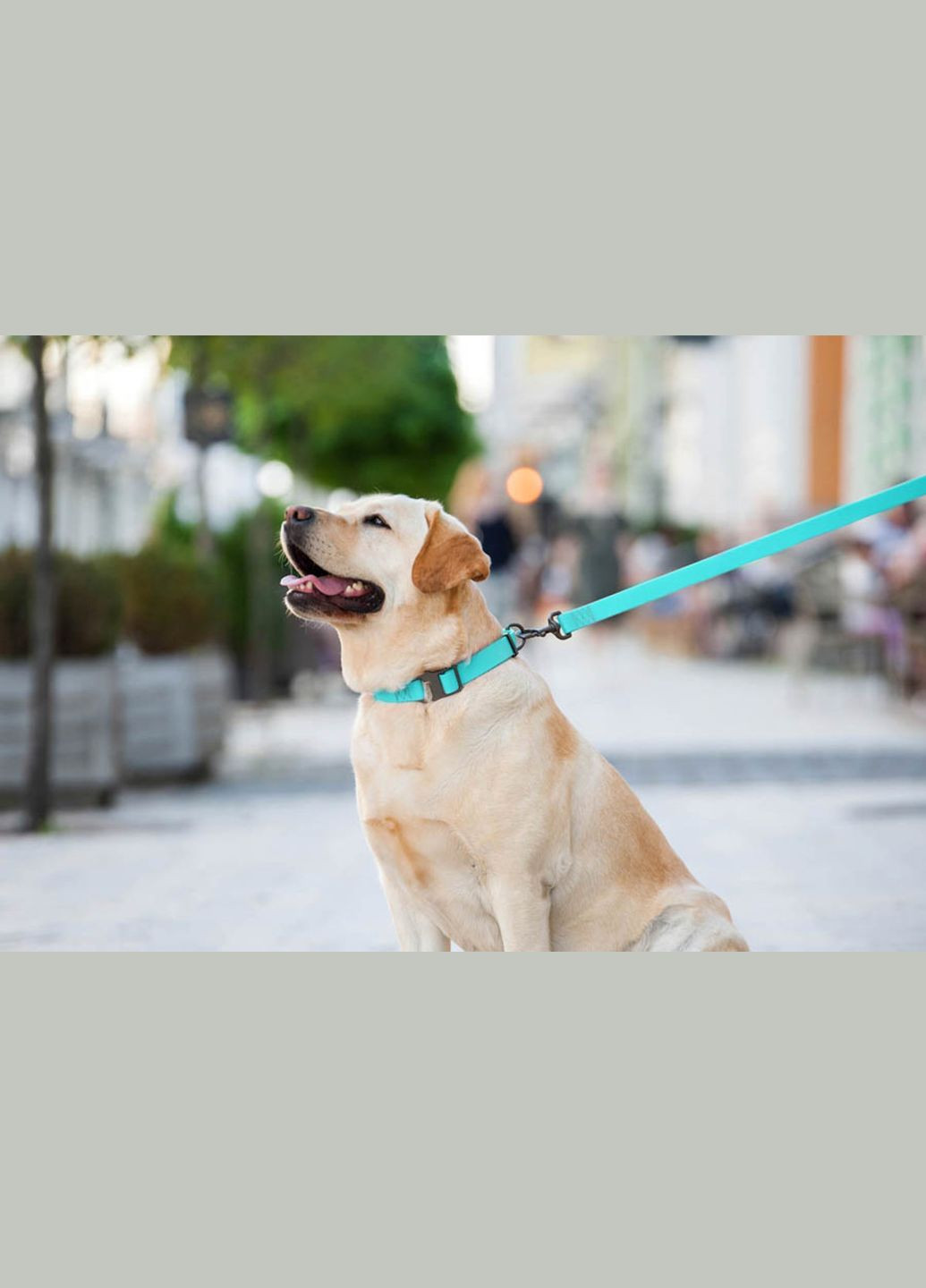 Повідець для собак водостійкий Waterproof світний Ш 20 мм Дл 122 см WAUDOG (322527987)