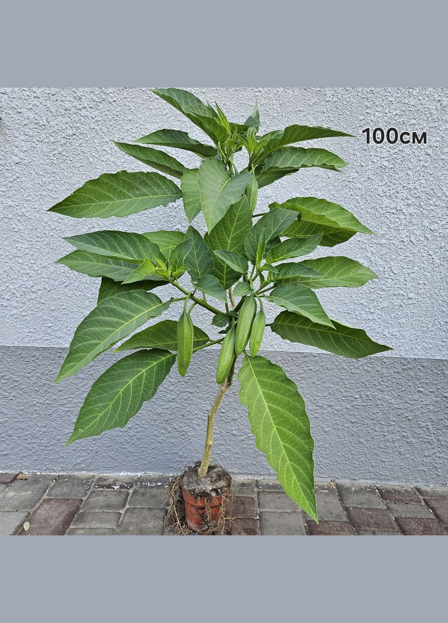 Бругмансія ароматна Brugmansia suaveolens 100 см з бутонами No Brand (362961872)