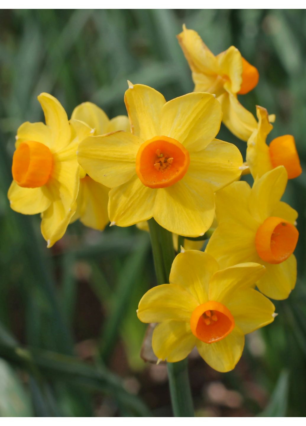 Нарцис Grand Soleil d'Or (2 шт. в упаковці) No Brand (365250845)