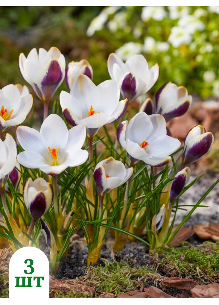 Крокус Panda (3 шт. в упаковці) No Brand (364535447)