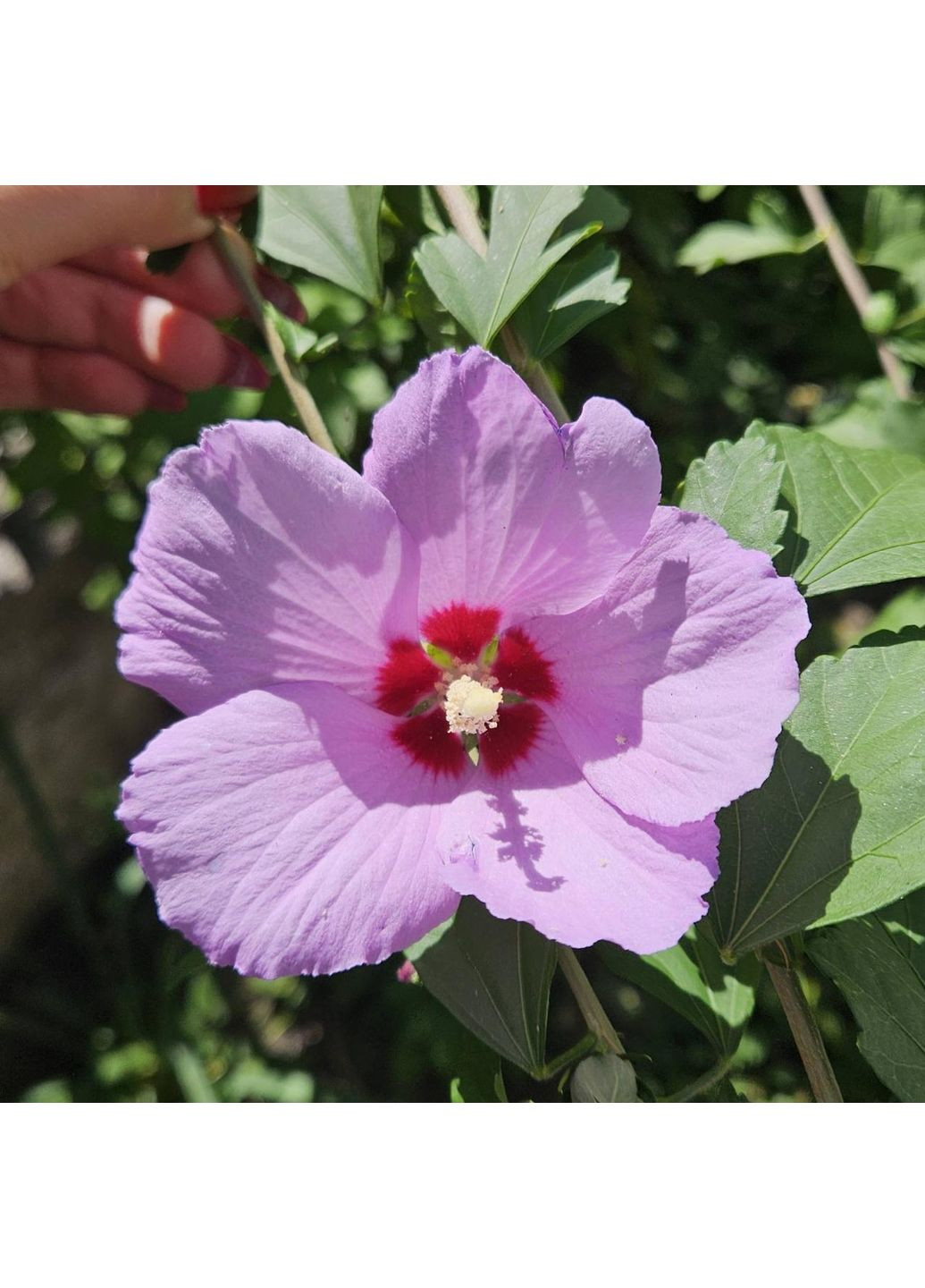 Гібіскустайський садовий деревоподібний кущ Nobrand (369616837)