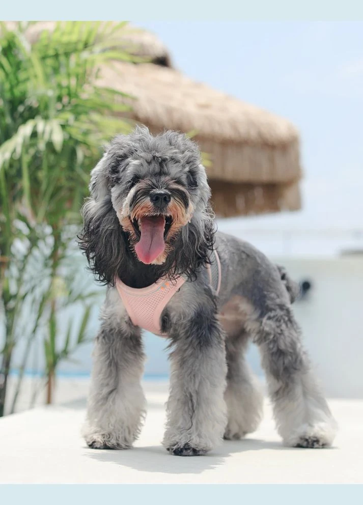 Шлейка-жилет для собак Kimpets, светоотражающая дышащая розовая No Brand (299840644)