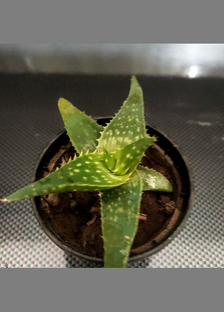 Сукуленти кактус алое Вєра No Brand (322930769)