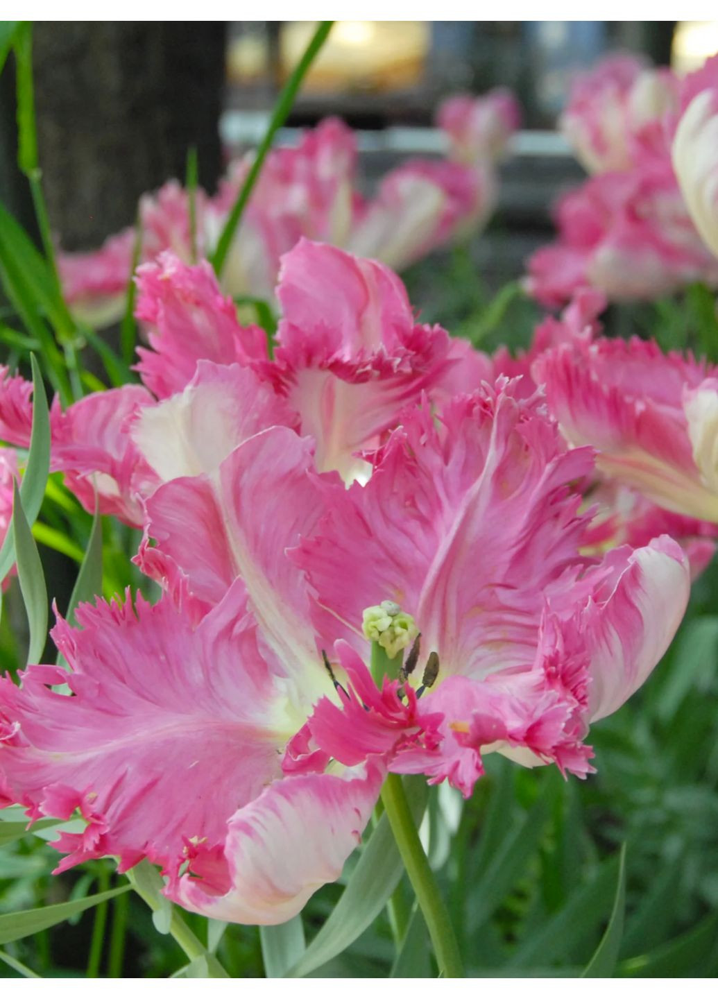 Тюльпан Silver Parrot (2 шт.) в упаковке) No Brand (364535898)