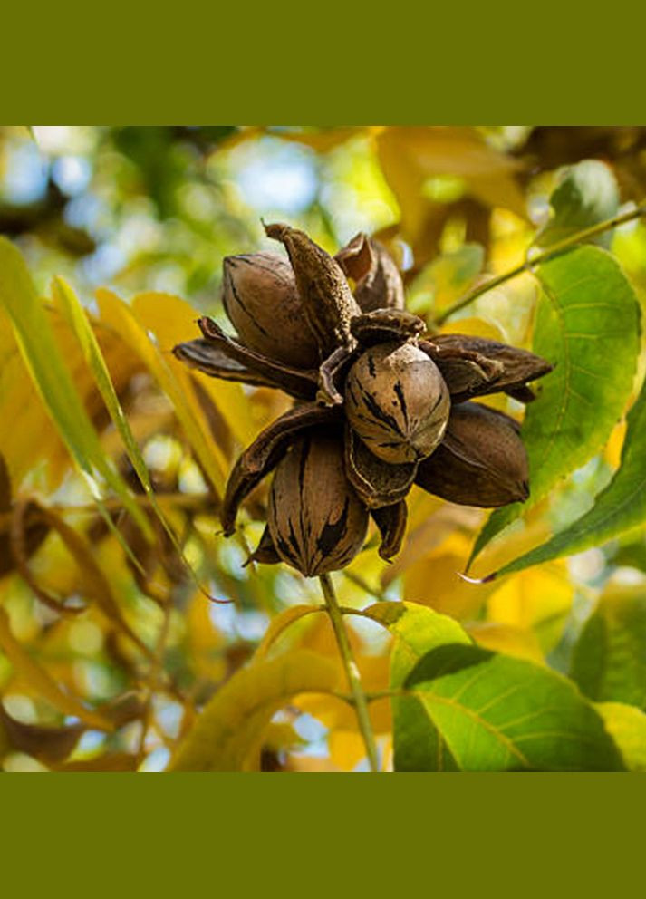 Саджанці пекана Shawnee (Чавні) - 3-річний Садовий-Розмай (301220113)