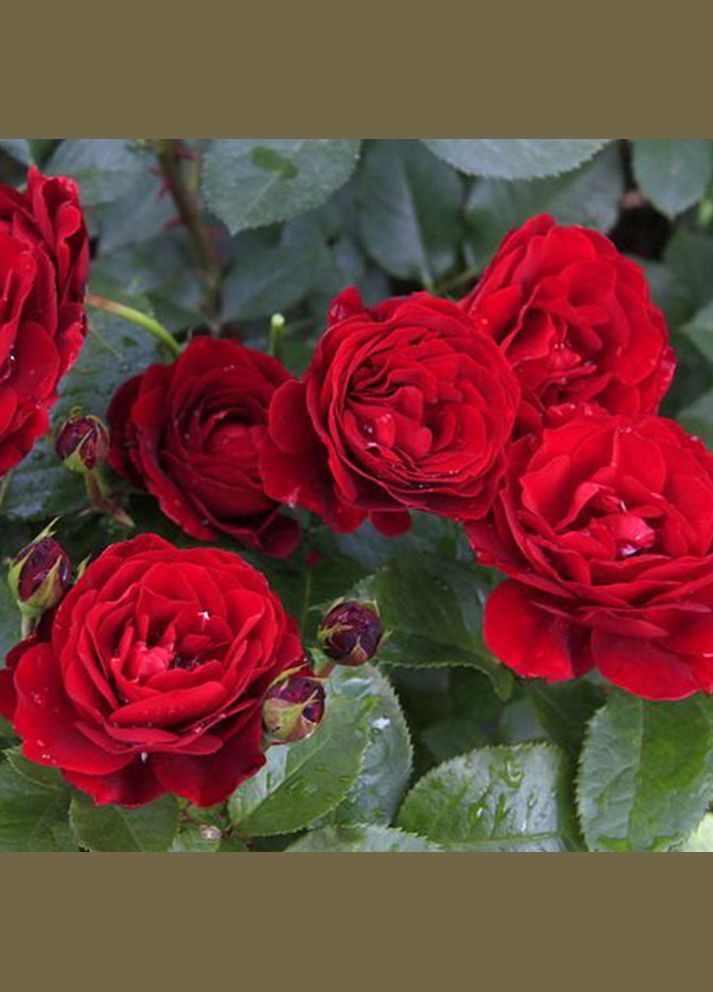 Саженцы бордюрных роз Таманго Садовий-Розмай (301220049)