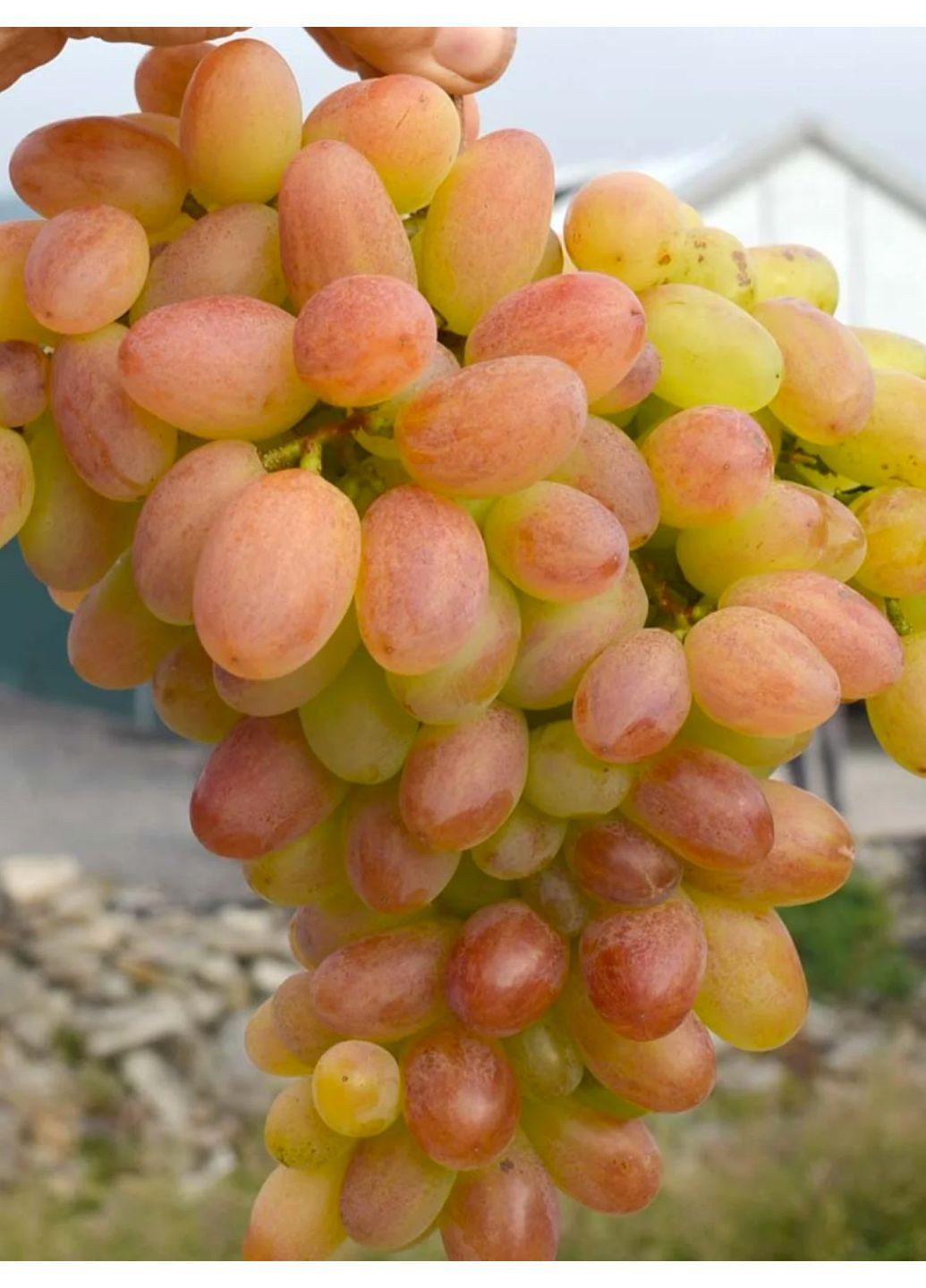 Виноград розовый ранний Преображение No Brand (364535865)