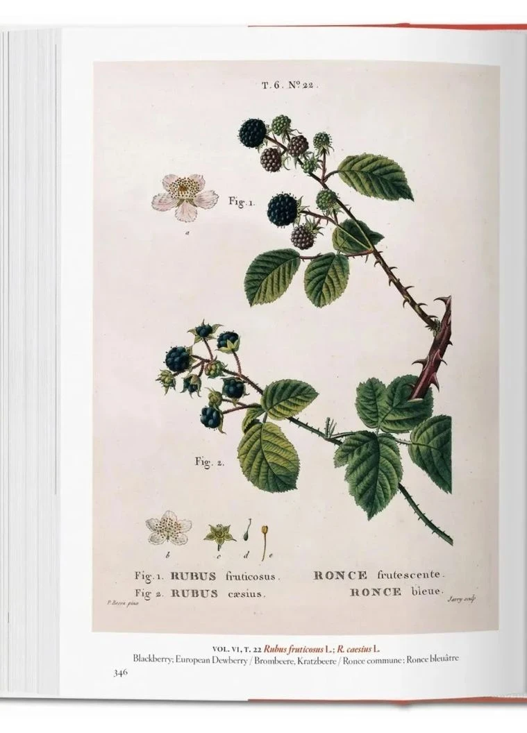 A Garden Eden. Masterpieces of Botanical Illustration Taschen (370065108)