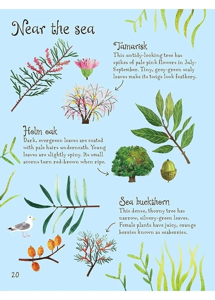 Trees to Spot. Minis Usborne Publishing (370108561)