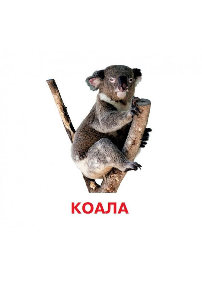 Розвиваючі картки для дітей Дикі тварини J011y, 18 картинок Jumbi (304404605)