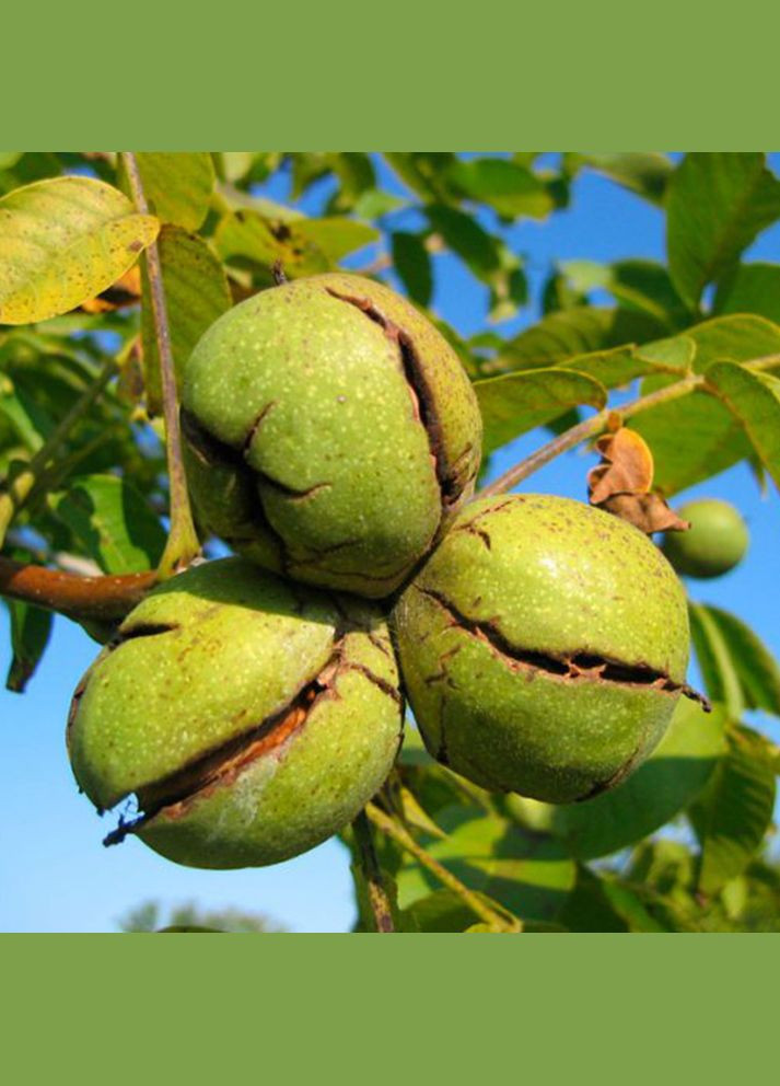 Саженцы грецкого ореха Заточный - 3-летний Садовий-Розмай (301220101)