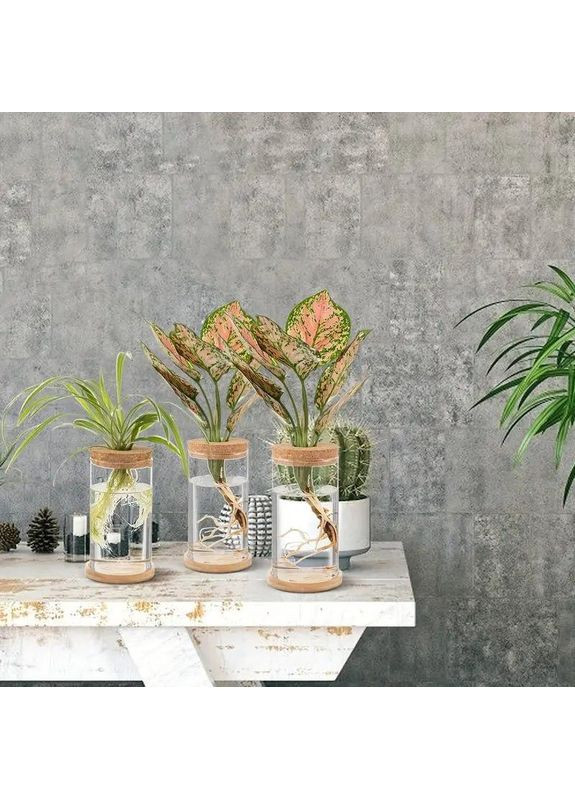 Ваза колба 3 шт. стеклянная, набор гидропонных ваз для укоренения и выращивания растений в воде с деревянной крышкой. No Brand (370290239)